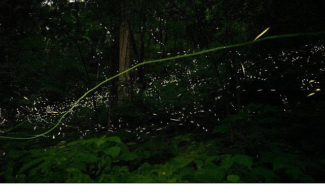 'Doğanın Işıltısı', 7 Haziran Pazar Saat 20.00'de National Geographic WILD Ekranlarında İzleyicilerle Buluşuyor!
