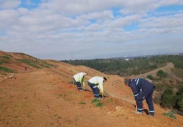 Gebze'de 4 bin 500 sedir ağacı toprakla buluştu