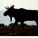 'Vahşi Kışla Yarış', 28 Aralık Pazar 20.00'de National Geographic WILD Ekranlarında!