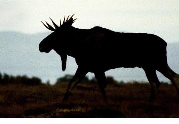 'Vahşi Kışla Yarış', 28 Aralık Pazar 20.00'de National Geographic WILD Ekranlarında!