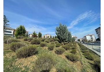 Malkara'da Daha Yeşil Bir Kent İçin Lavanta Fidanı Ekimi Başladı