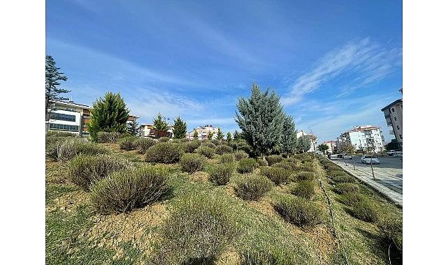 Malkara'da Daha Yeşil Bir Kent İçin Lavanta Fidanı Ekimi Başladı