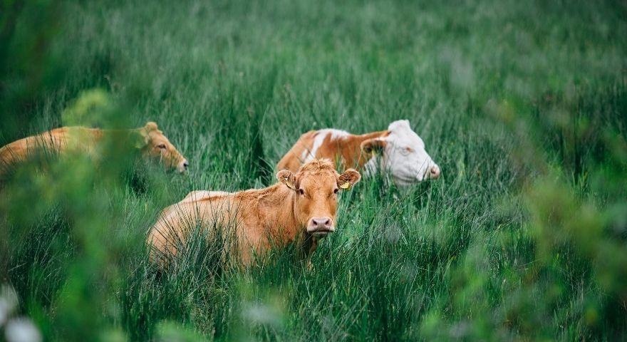 TÜİK verileriyle büyükbaş hayvanın en çok hangi ilde olduğu belli oldu!