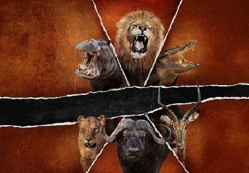 'Ölümcül Safari: Büyük Kedilerin Savaşı', 15 Şubat Pazar Saat 20.00'de National Geographic WILD Ekranlarında!