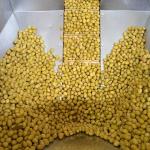 Zeytin ve zeytinyağı sektöründe güçler URGE Projesi'nde birleştirilecek