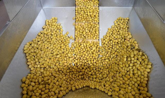 Zeytin ve zeytinyağı sektöründe güçler URGE Projesi'nde birleştirilecek