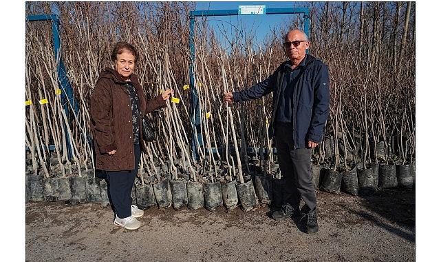 Büyükşehir, 3.600 Trabzon hurması fidanı dağıtıyor