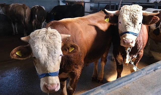 İnegöl Belediyesi Modern Hayvan Pazarı'nda Yoğunluk Zirvede