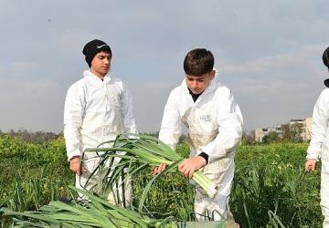 Osmangazi'de Pırasa Hasadıyla Doğallık Sofralara Taşınıyor