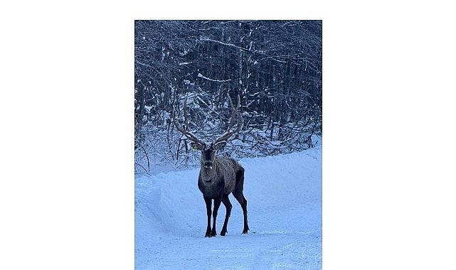 Karla kaplı Kuzuyayla'da kızıl geyik görüntülendi