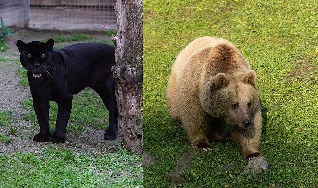 Jüliet ve Yumuk da artık İzmirli oldu