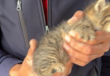 Adıyaman’da duvara sıkışan yavru kedi kurtarıldı - Videolu Haber