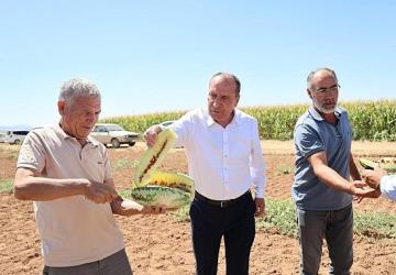 Çumra'nın Sarı İçli “Tatar Karpuzu" Yeniden Gündemde