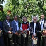 Şeftali ve nektarinde hasat zamanı