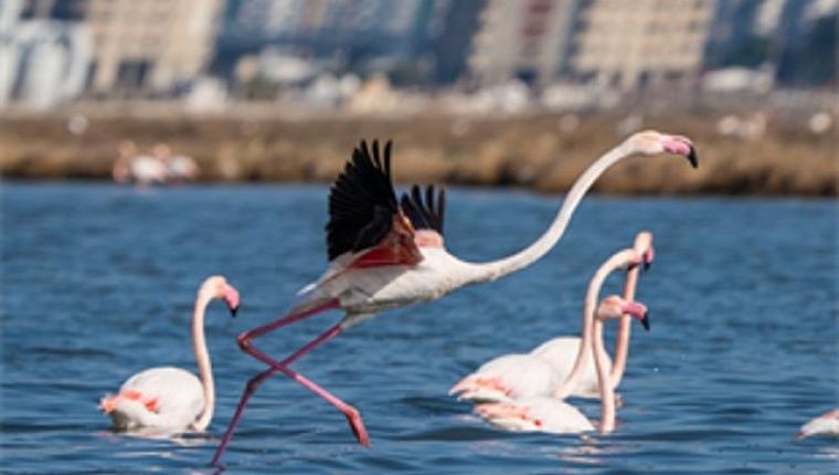 Flamingo Yolu turları bayramda da devam ediyor