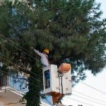 Karşıyaka'da budama seferberliği: Ağaçlar bahara hazırlanıyor