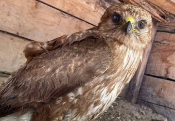 Kahta’da yaralı bulunan şahin tedavi altına alındı