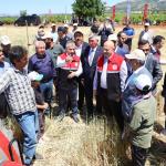 ADIYAMAN (PERRE) - Adıyaman'ın Gölbaşı ilçesinde, Türk mutfağının vazgeçilmez ürünleri arasında yer alan ve asırlardır sofralara lezzet katan firik bulgurunda hasat başladı.