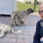 ADIYAMAN (PERRE) - Şeriban ÖZÇAKMAK - Adıyaman Nemrut Rotary Kulübü, "Sokaktaki Canlar" projesiyle deprem sonrası mama bulmakta zorlanan sokak hayvanlarına destek olarak kentte merhametin sesi oldu.