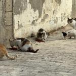 ADIYAMAN (PERRE) - Şeriban ÖZÇAKMAK - Adıyaman Nemrut Rotary Kulübü, "Sokaktaki Canlar" projesiyle deprem sonrası mama bulmakta zorlanan sokak hayvanlarına destek olarak kentte merhametin sesi oldu.