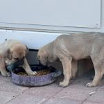 ADIYAMAN (PERRE) - Şeriban ÖZÇAKMAK - Adıyaman Nemrut Rotary Kulübü, "Sokaktaki Canlar" projesiyle deprem sonrası mama bulmakta zorlanan sokak hayvanlarına destek olarak kentte merhametin sesi oldu.