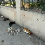 ADIYAMAN (PERRE) - Şeriban ÖZÇAKMAK - Adıyaman Nemrut Rotary Kulübü, "Sokaktaki Canlar" projesiyle deprem sonrası mama bulmakta zorlanan sokak hayvanlarına destek olarak kentte merhametin sesi oldu.