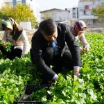 ADIYAMAN (PERRE) - Şeriban ÖZÇAKMAK - Adıyaman Belediyesi'nin Yenimahalle'deki 10 dönümlük üretim alanında yetiştirilen sebzelerin hasadı başladı.
