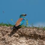 ADIYAMAN (PERRE) - Sibel TURAN- Adıyaman'da doğa gözlemleri sırasında, doğanın en renkli misafirlerinden biri olarak bilinen Gök Kuzgun görüntülendi.