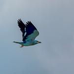 ADIYAMAN (PERRE) - Sibel TURAN- Adıyaman'da doğa gözlemleri sırasında, doğanın en renkli misafirlerinden biri olarak bilinen Gök Kuzgun görüntülendi.