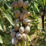 ADIYAMAN (PHA) - Kahta'da uzun yıllardır tarım sektöründe faaliyet gösteren Ziraat Mühendisi Mehmet Çelebi, Cumhurbaşkanı Kararnamesi ile ithal badem vergisinin yüzde 10'a düşürülmesinin çiftçinin beklentisini karşılayam...