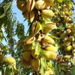 ADIYAMAN (PHA) - Kahta'da uzun yıllardır tarım sektöründe faaliyet gösteren Ziraat Mühendisi Mehmet Çelebi, Cumhurbaşkanı Kararnamesi ile ithal badem vergisinin yüzde 10'a düşürülmesinin çiftçinin beklentisini karşılayam...