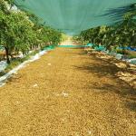 ADIYAMAN (PHA) - Kahta'da uzun yıllardır tarım sektöründe faaliyet gösteren Ziraat Mühendisi Mehmet Çelebi, Cumhurbaşkanı Kararnamesi ile ithal badem vergisinin yüzde 10'a düşürülmesinin çiftçinin beklentisini karşılayam...