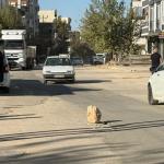 ADIYAMAN (PHA) - Şeriban ÖZÇAKMAK – Adıyaman’da Siteler Mahallesi Kavi Yolu üzerinde bulunan rögar kapağı tehlike saçıyor.