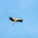 ADIYAMAN (PERRE) - (Musa GÜRBÜZ) - Adıyaman'ın Kızılcapınar Köyü civarında baharın ilk leylekleri görüntülendi.