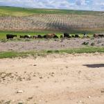 ADIYAMAN (PERRE) - Şeriban ÖZÇAKMAK - TARDİP kapsamında Adıyaman'ın Besni ilçesine bağlı Üçgöz Köyü'nde mera alanlarında incelemeler yapıldı, tarımsal üretim ve hayvancılığın güçlendirilmesi hedefleniyor.