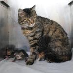 ADIYAMAN (PERRE) - Sibel TURAN-Adıyaman'ın Altınşehir Mahallesi'nde bir çöp konteynerının yanında terk edilmiş halde bulunan kediler, vatandaşların 153 Çağrı Merkezi'ne yaptığı ihbar üzerine ekipler tarafından kurtarıldı...