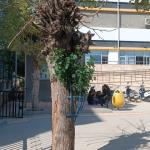 ADIYAMAN (PHA) - Şeriban ÖZÇAKMAK – Adıyaman Fevzi Çakmak Anadolu Lisesi öğrencileri 2025-2026 eğitim ve öğretim yılının ilk dersine, “Her Çocuk Bir Fidan, İlk Ders Yeşil Vatan” diyerek başladı.