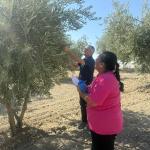 ADIYAMAN (PHA) - Şeriban ÖZÇAKMAK – Adıyaman Tarım ve Orman İl Müdürlüğü ekipleri, zeytin hasadı başlamadan önce zeytin yetiştirilen bölgelerde saha ziyaretlerini ve rekolte çalışmalarını yürütmeye devam ediyor.