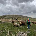 ADIYAMAN (PERRE) - Şeriban ÖZÇAKMAK - Adıyaman Tarım ve Orman İl Müdürlüğü tarafından yürütülen TARDİP Projesi kapsamında Kuyulu ve Akdere köylerinde belirlenen mera alanlarında yerinde incelemeler yapılarak mevcut durum...