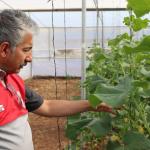 ADIYAMAN (PHA) - GAP Bölge Kalkınma İdaresi Başkanlığı’nın desteğiyle yürütülen “Adıyaman'da Sera-GES ile Tarımsal Üretim Hızlanıyor Projesi” kapsamında kurulan modern seralarda üretim tüm hızıyla devam ediyor.