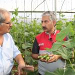 ADIYAMAN (PHA) - GAP Bölge Kalkınma İdaresi Başkanlığı’nın desteğiyle yürütülen “Adıyaman'da Sera-GES ile Tarımsal Üretim Hızlanıyor Projesi” kapsamında kurulan modern seralarda üretim tüm hızıyla devam ediyor.