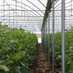 ADIYAMAN (PHA) - GAP Bölge Kalkınma İdaresi Başkanlığı’nın desteğiyle yürütülen “Adıyaman'da Sera-GES ile Tarımsal Üretim Hızlanıyor Projesi” kapsamında kurulan modern seralarda üretim tüm hızıyla devam ediyor.