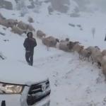 ADIYAMAN (PERRE) - (Murat KAYIŞ) - Adıyaman'ın Besni ilçesinde etkili olan yoğun kar yağışı nedeniyle dağlık alanda mahsur kalan 800 küçükbaş hayvan, jandarma ve İlçe Tarım ve Orman Müdürlüğü ekiplerinin çalışmalarıyla g...