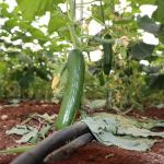 ADIYAMAN (PHA) - GAP Bölge Kalkınma İdaresi Başkanlığı’nın desteğiyle yürütülen “Adıyaman'da Sera-GES ile Tarımsal Üretim Hızlanıyor Projesi” kapsamında kurulan modern seralarda üretim tüm hızıyla devam ediyor.